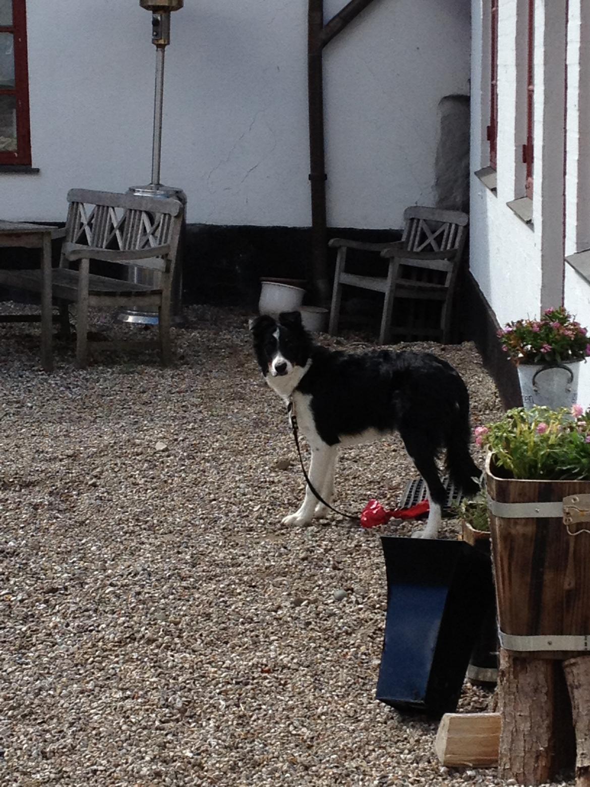 Border collie Cosmo billede 10