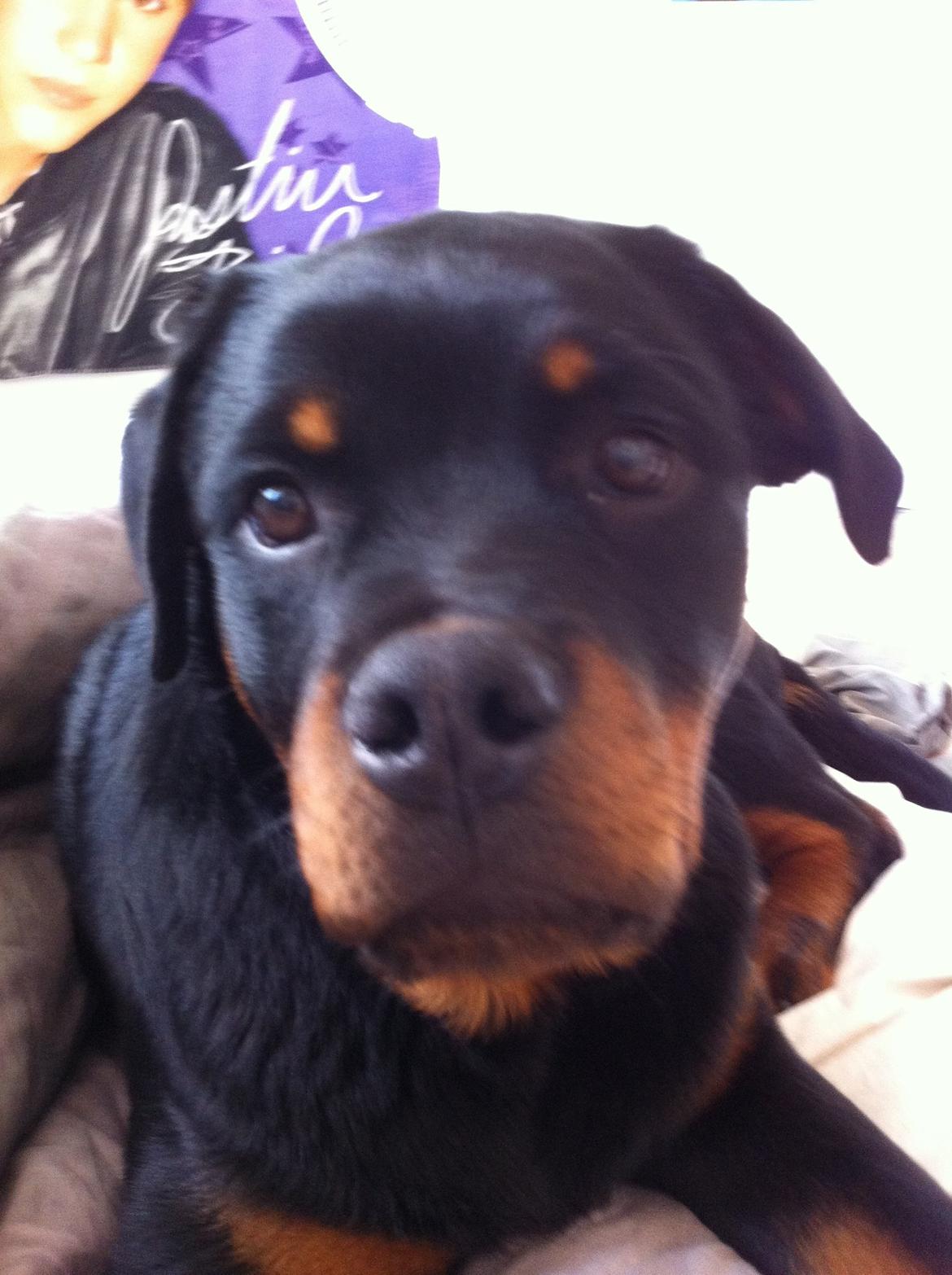 Rottweiler Kenzo billede 1