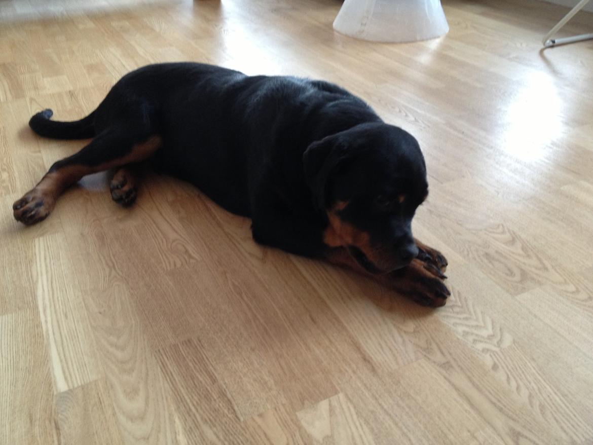 Rottweiler Kenzo billede 3