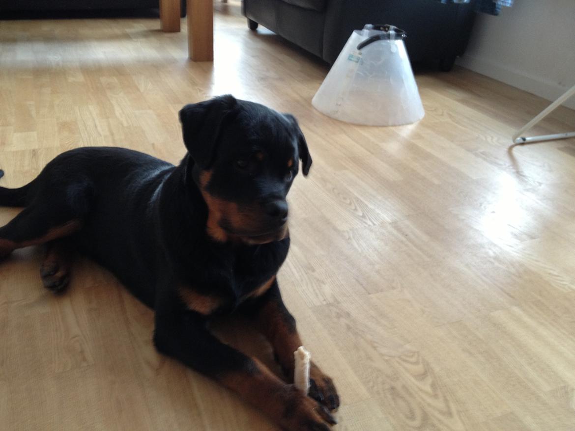 Rottweiler Kenzo billede 4