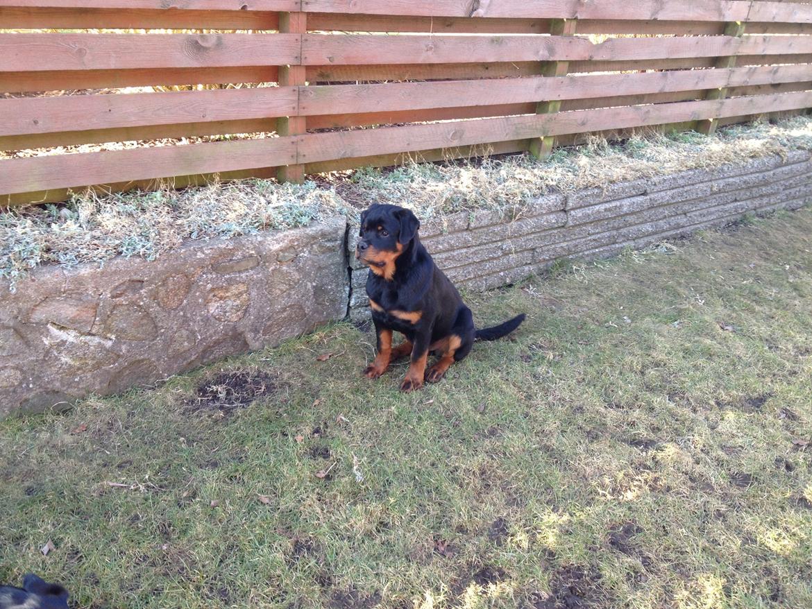 Rottweiler Kenzo billede 5