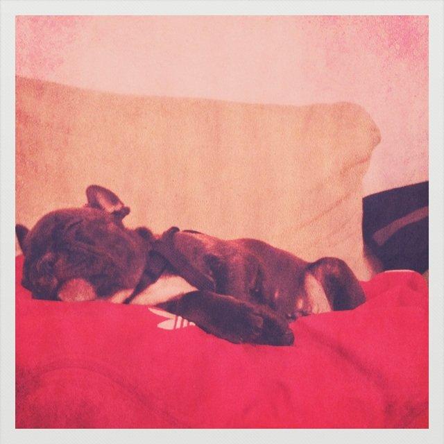 Fransk bulldog Joey >bad-boy< billede 2