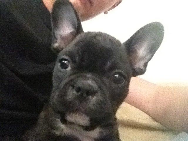 Fransk bulldog Joey >bad-boy< billede 1