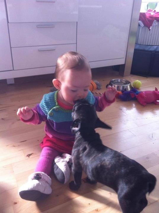Fransk bulldog Joey >bad-boy< billede 3