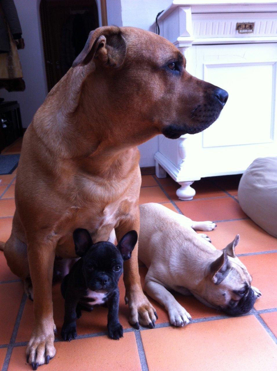Fransk bulldog Joey >bad-boy< billede 4