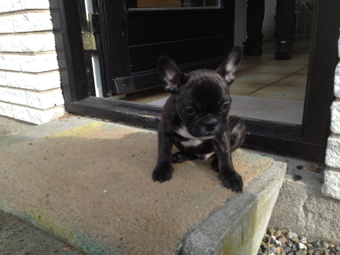 Fransk bulldog Joey >bad-boy< billede 5