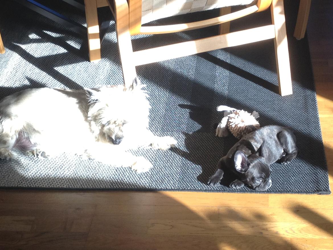 Fransk bulldog Joey >bad-boy< billede 6