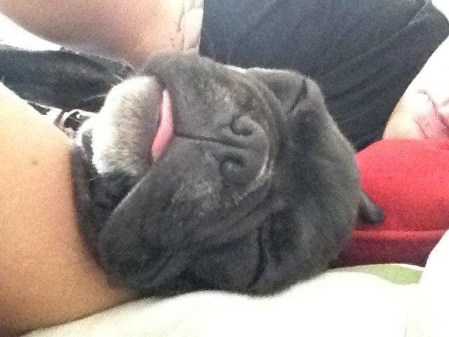 Fransk bulldog Joey >bad-boy< billede 7