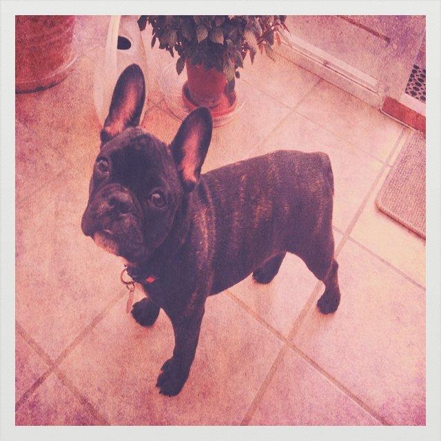 Fransk bulldog Joey >bad-boy< billede 9