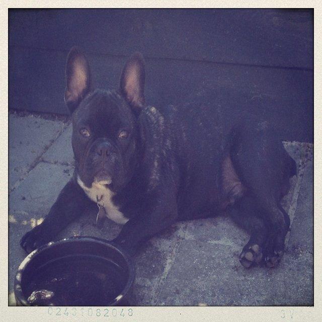 Fransk bulldog Joey >bad-boy< billede 10