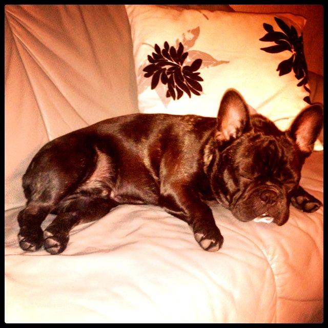 Fransk bulldog Joey >bad-boy< billede 11