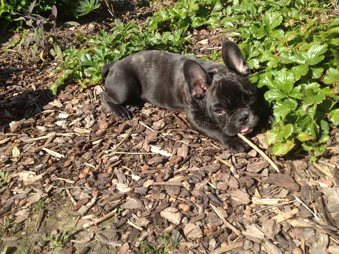 Fransk bulldog Joey >bad-boy< billede 12