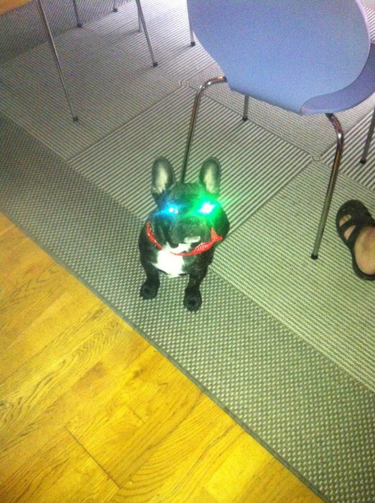 Fransk bulldog Joey >bad-boy< billede 13