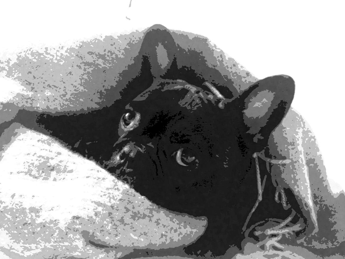 Fransk bulldog Joey >bad-boy< billede 14