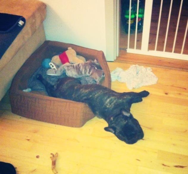 Fransk bulldog Joey >bad-boy< billede 15