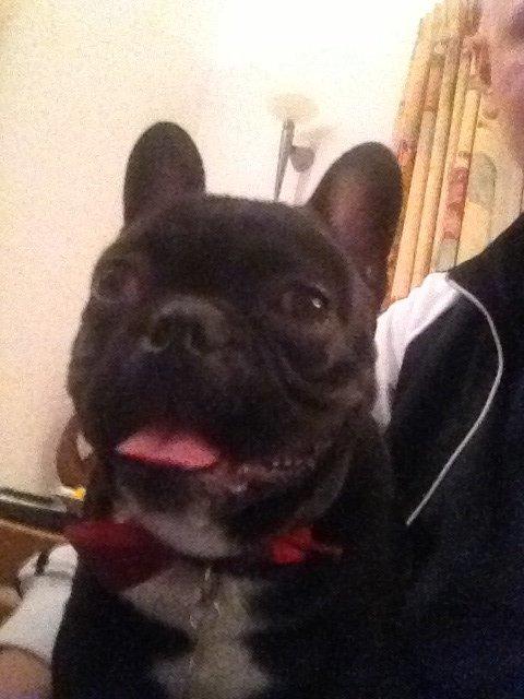 Fransk bulldog Joey >bad-boy< billede 16