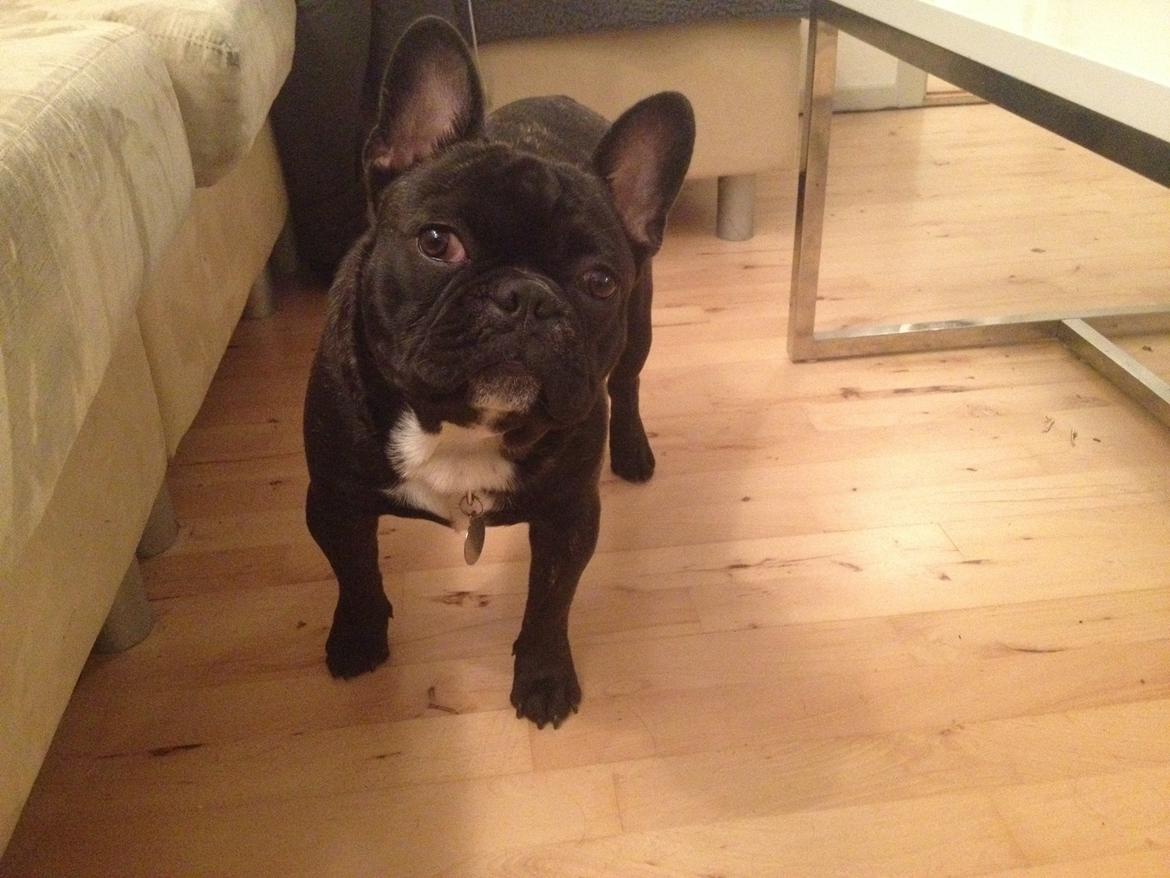Fransk bulldog Joey >bad-boy< billede 17