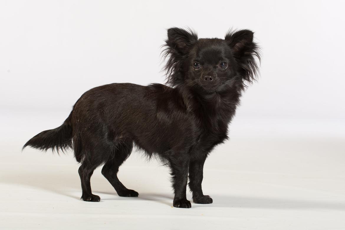 Chihuahua Baby Kitty billede 5