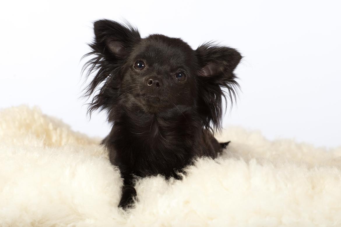 Chihuahua Baby Kitty billede 11