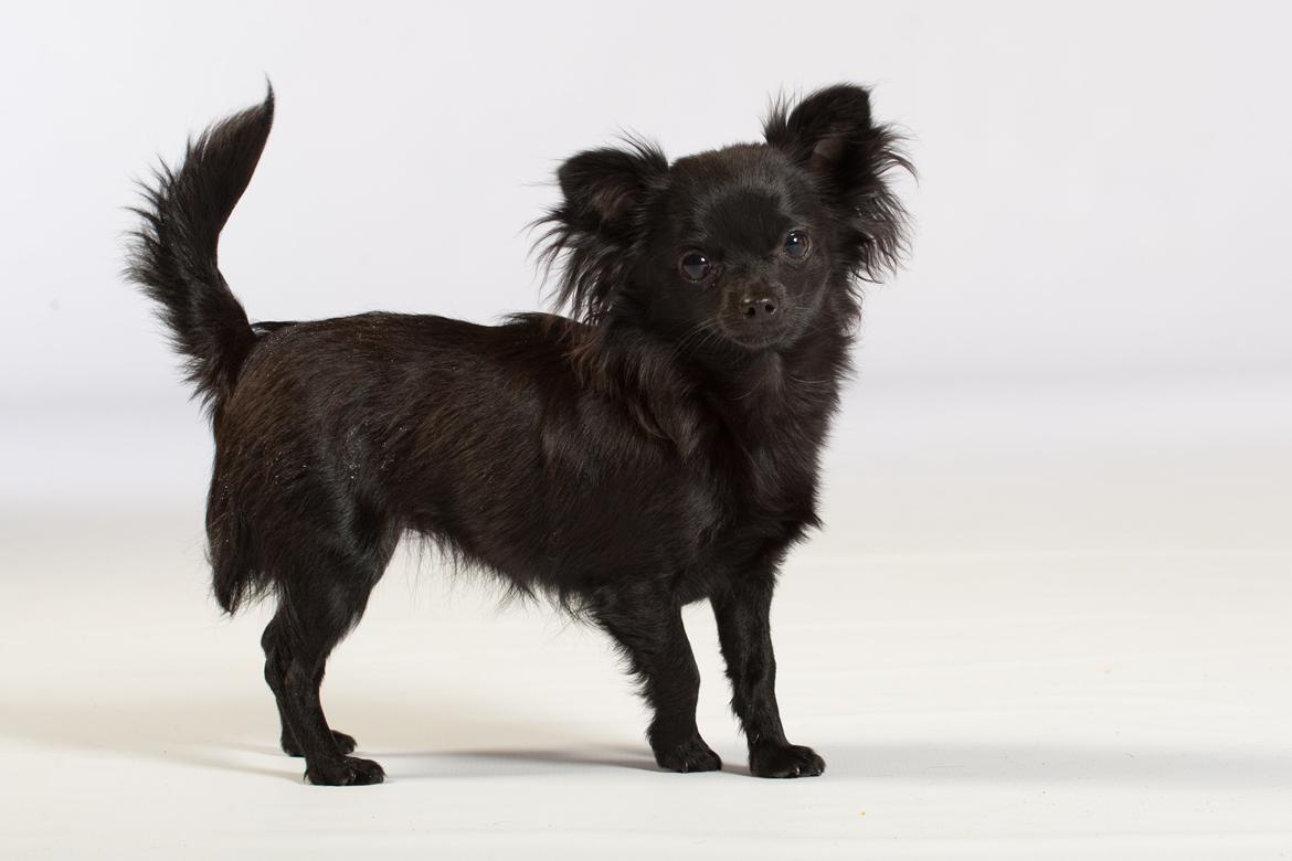 Chihuahua Baby Kitty billede 7