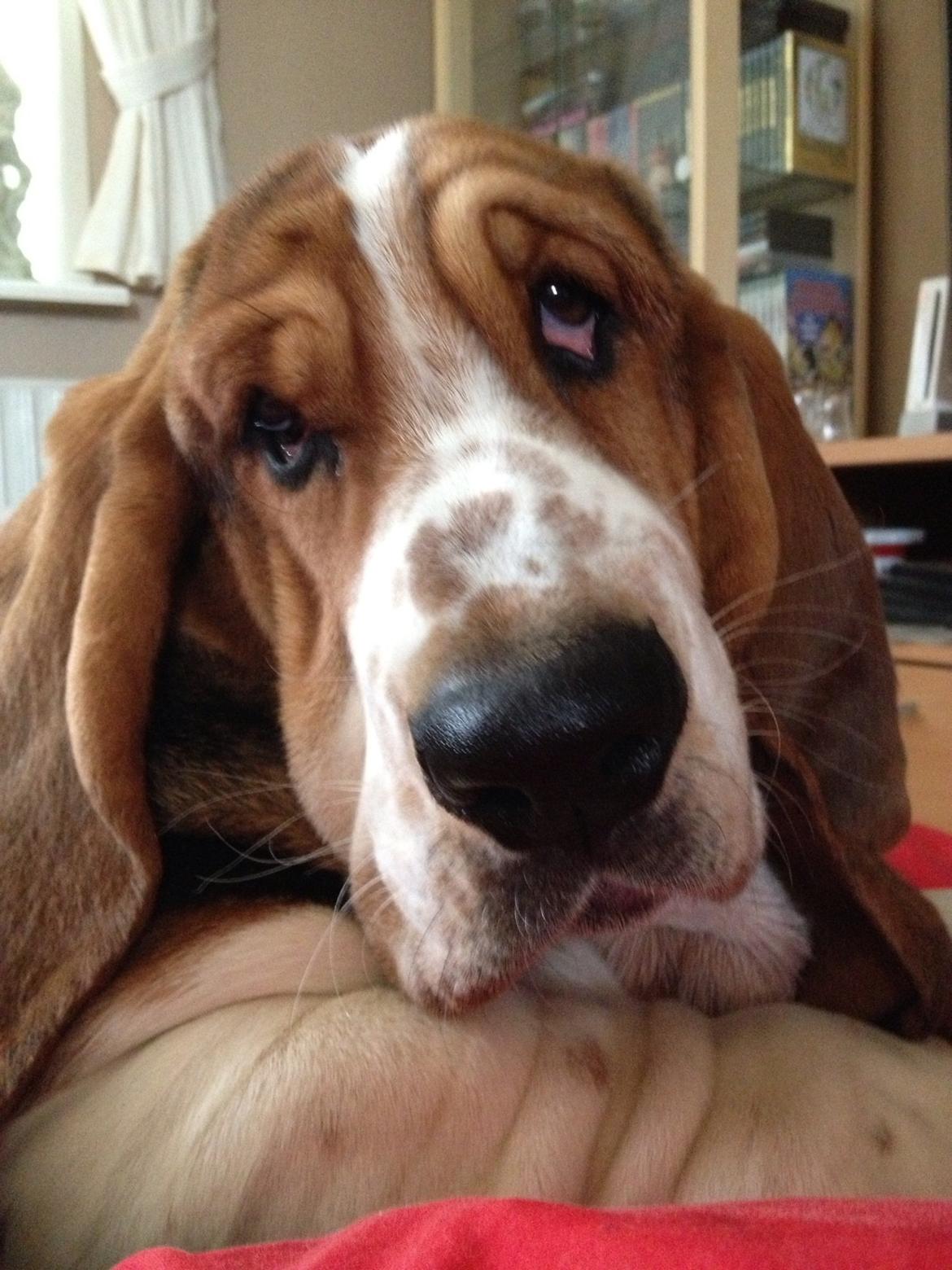 Basset hound Paddington billede 15