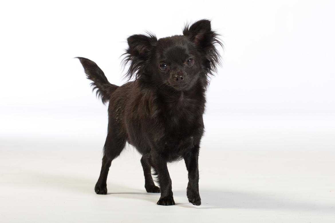 Chihuahua Baby Kitty billede 13