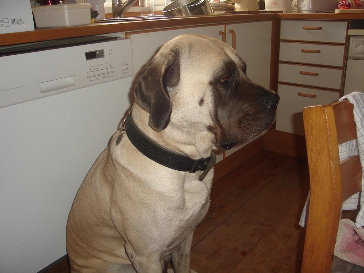 Mastiff Cleo billede 1