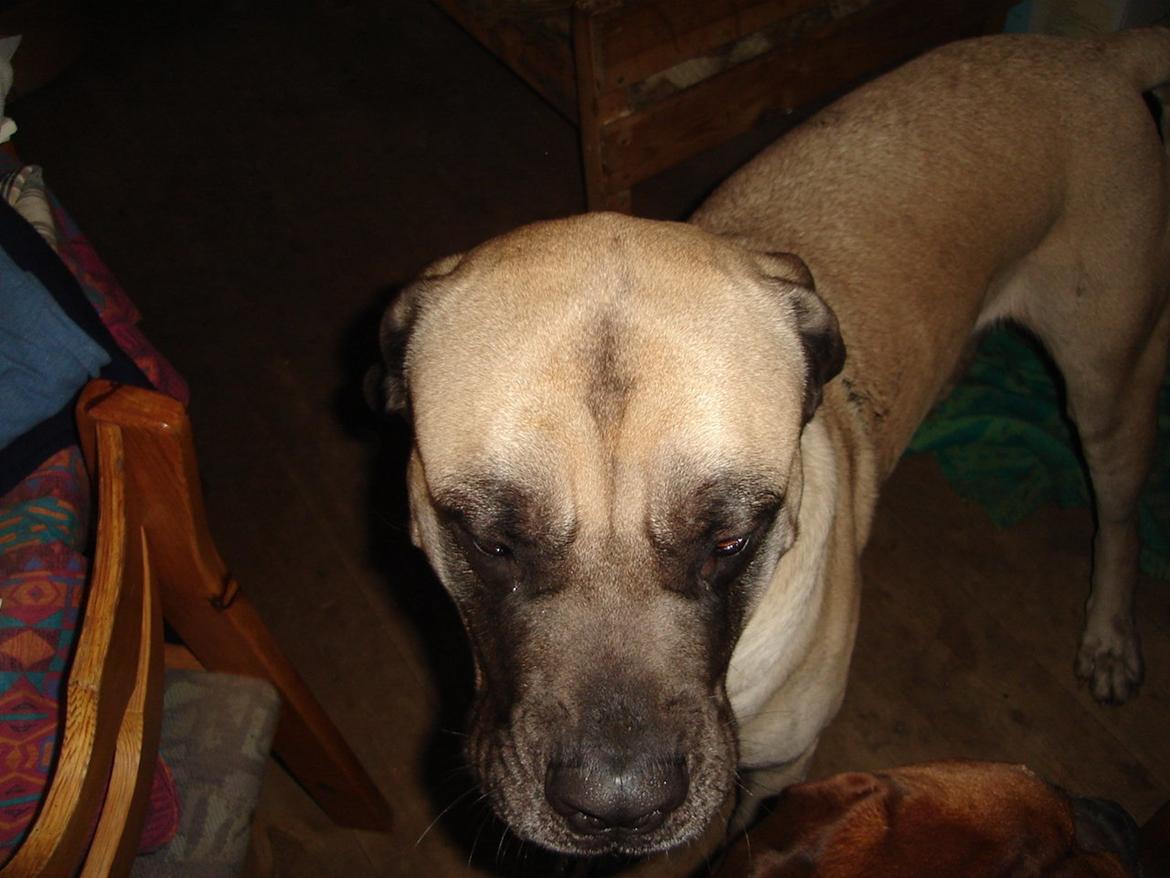 Mastiff Cleo billede 2