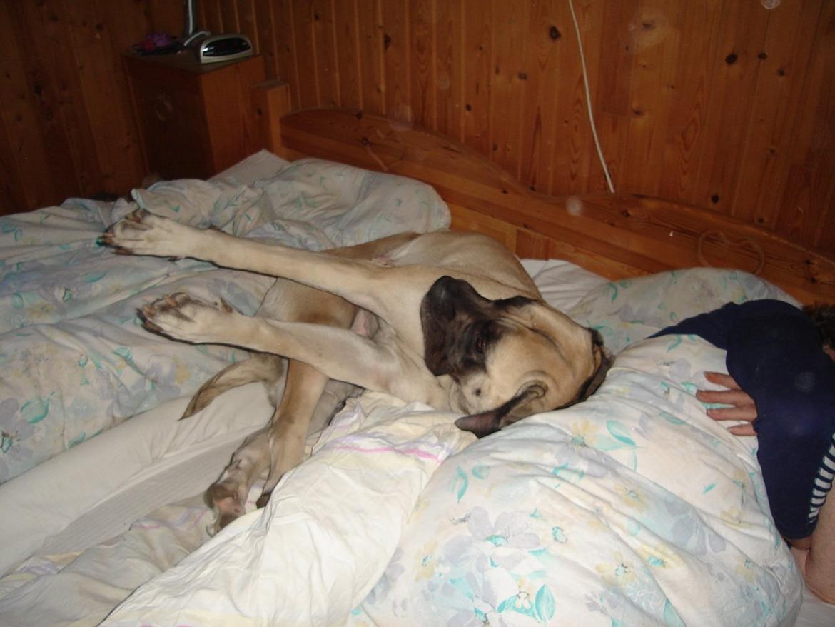 Mastiff Cleo - Elsker at tage sig en lur sammen med farmanden. billede 3