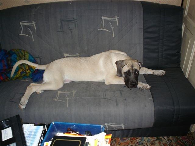 Mastiff Cleo - Et rigtig sofa stykke. billede 5