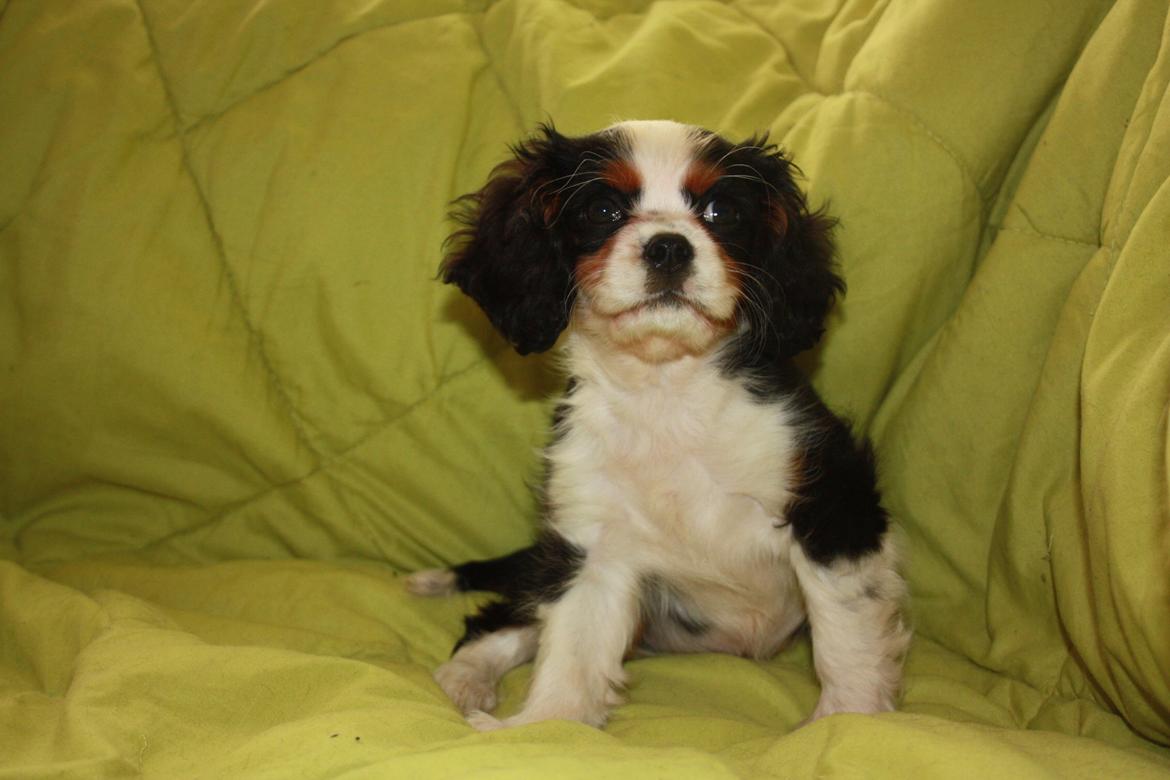 Cavalier king charles spaniel Pelle billede 18