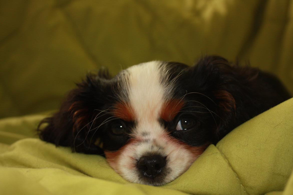 Cavalier king charles spaniel Pelle billede 19