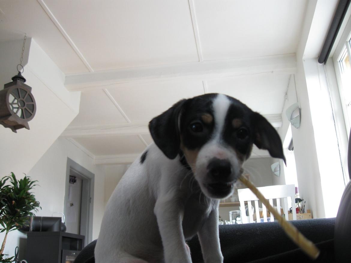 Blanding af racer Bob billede 19