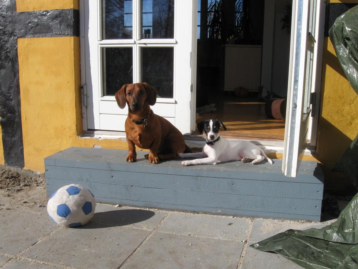 Blanding af racer Bob billede 20