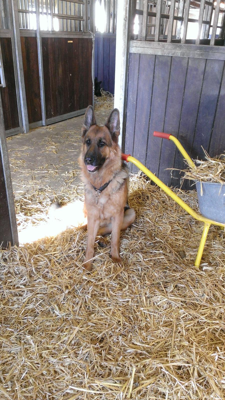 Schæferhund Kupfer Fahrina billede 1