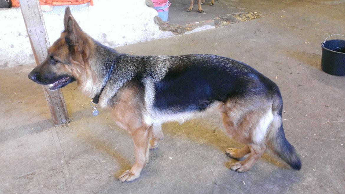 Schæferhund Kupfer Fahrina billede 2