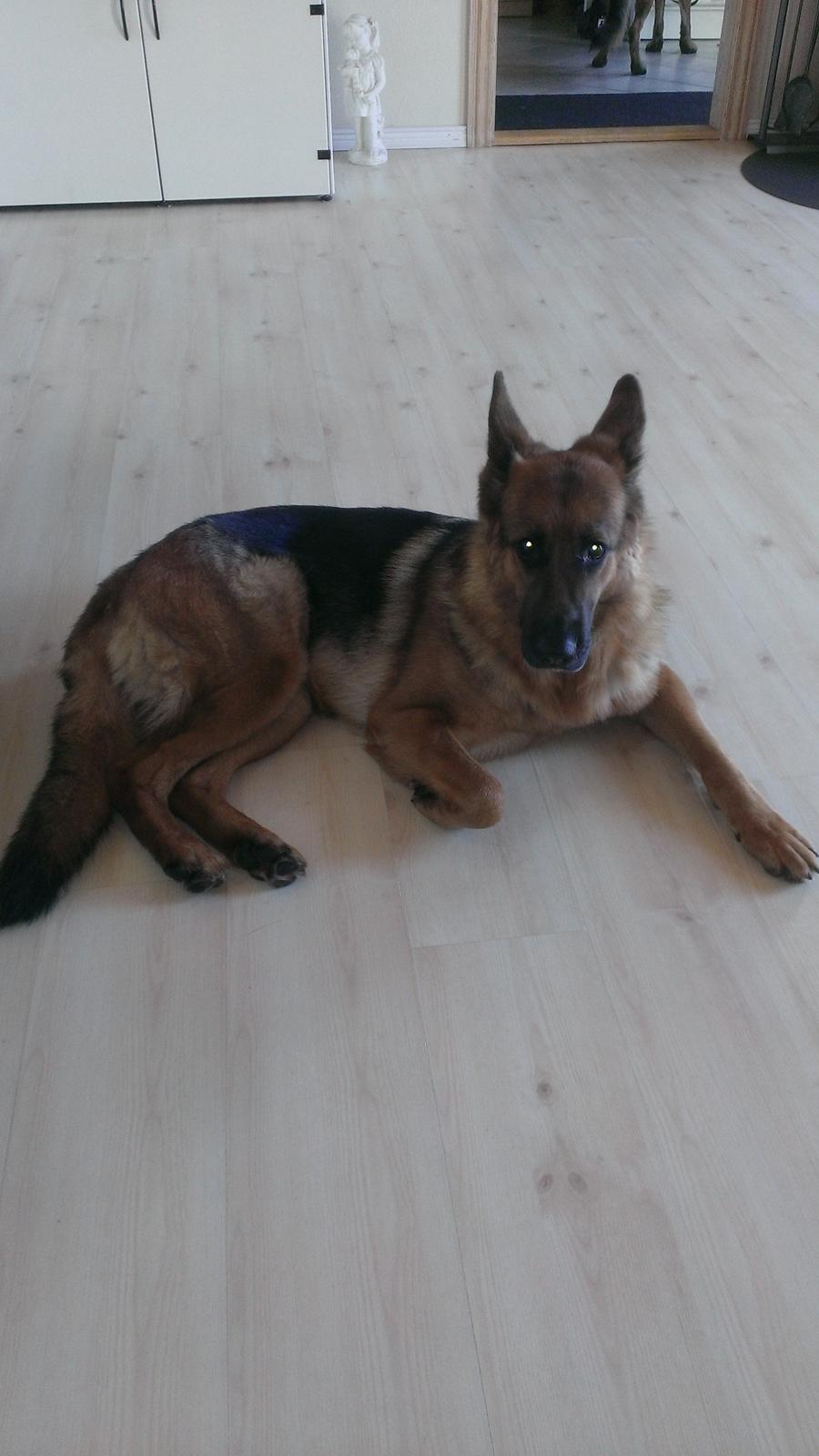 Schæferhund Kupfer Fahrina billede 3