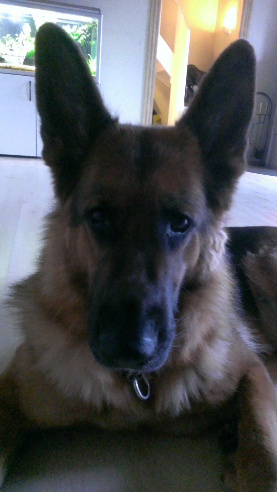 Schæferhund Kupfer Fahrina billede 4