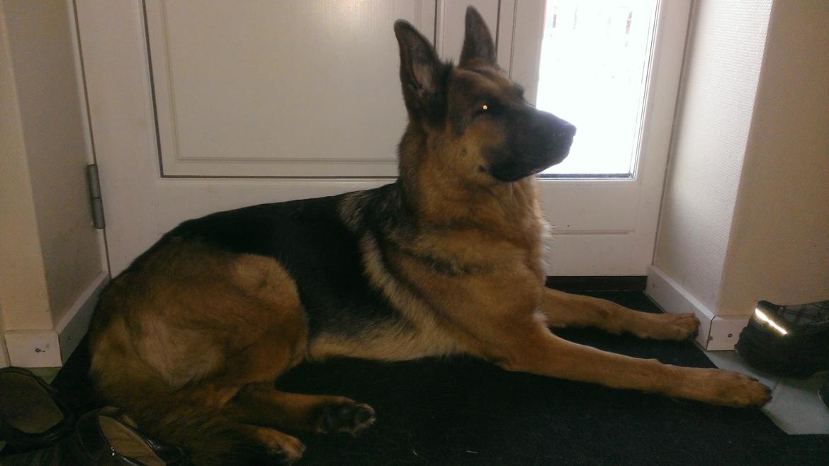 Schæferhund Kupfer Fahrina billede 5