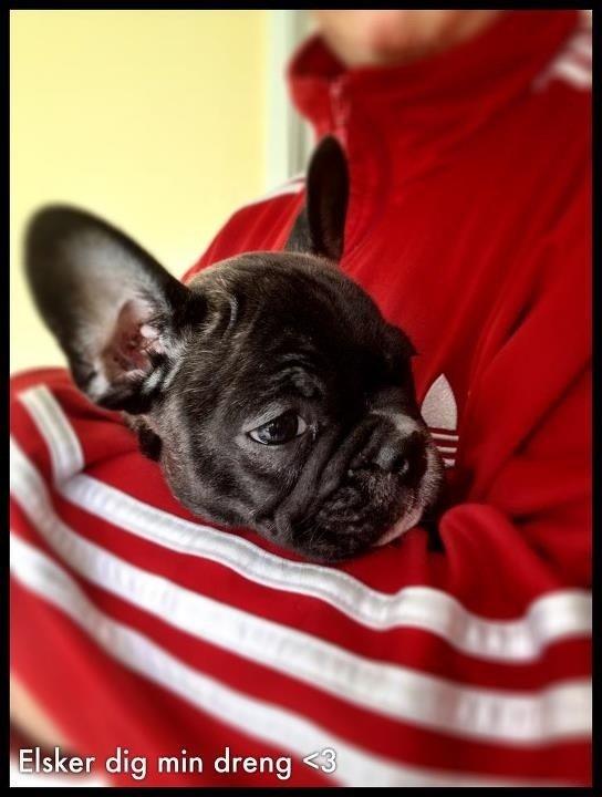 Fransk bulldog Joey >bad-boy< billede 18