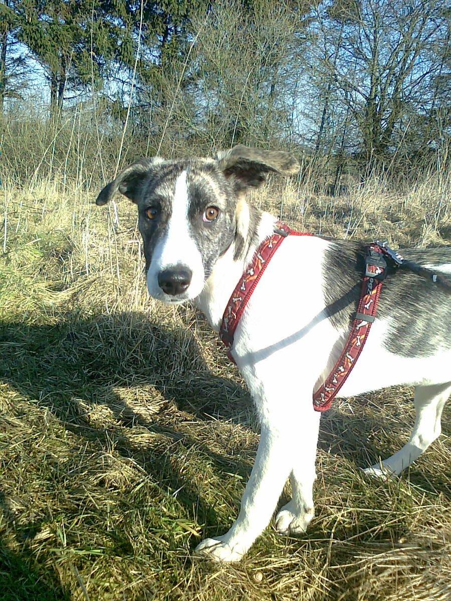 Blanding af racer Felix billede 1