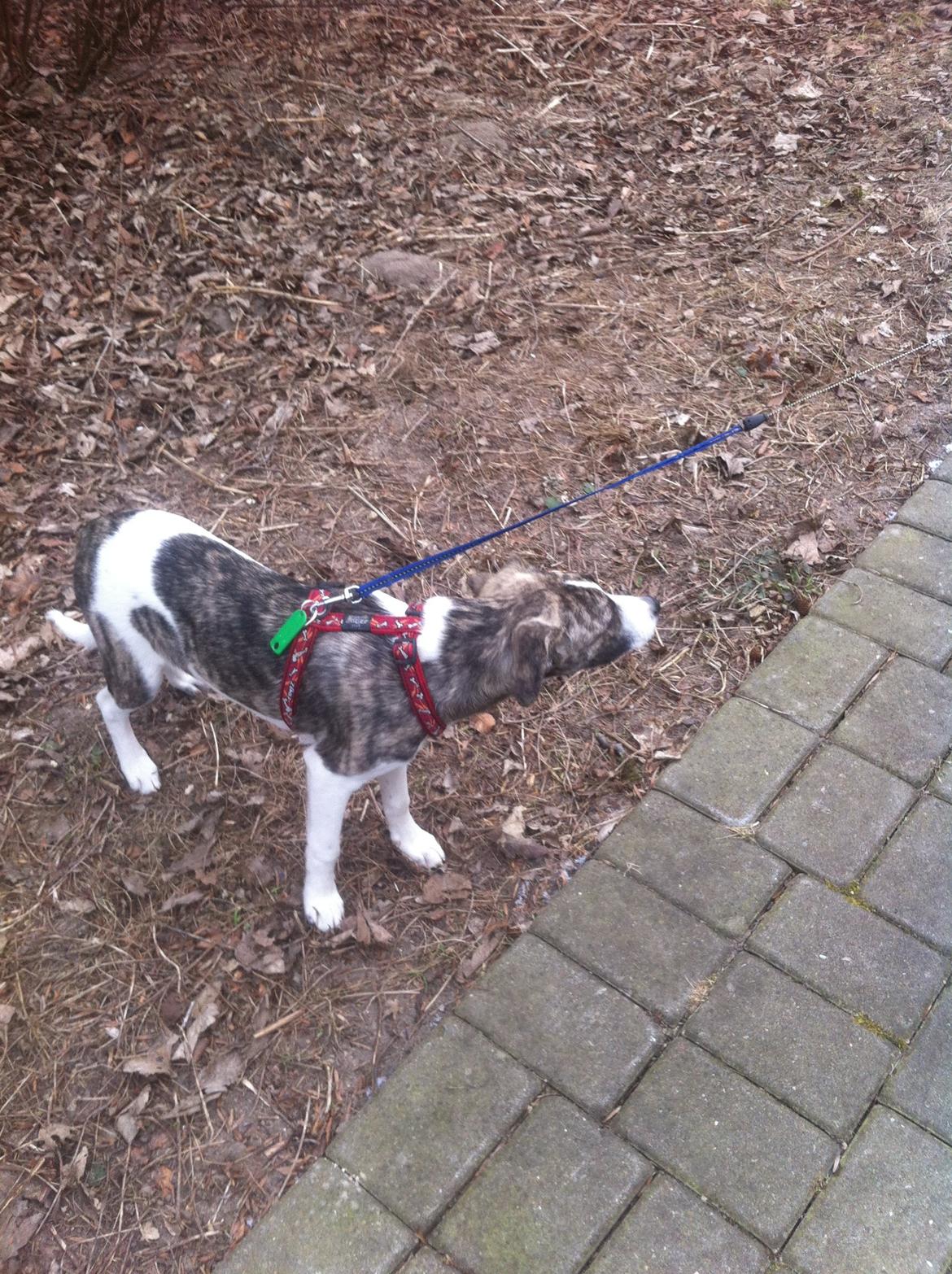 Blanding af racer Felix billede 2