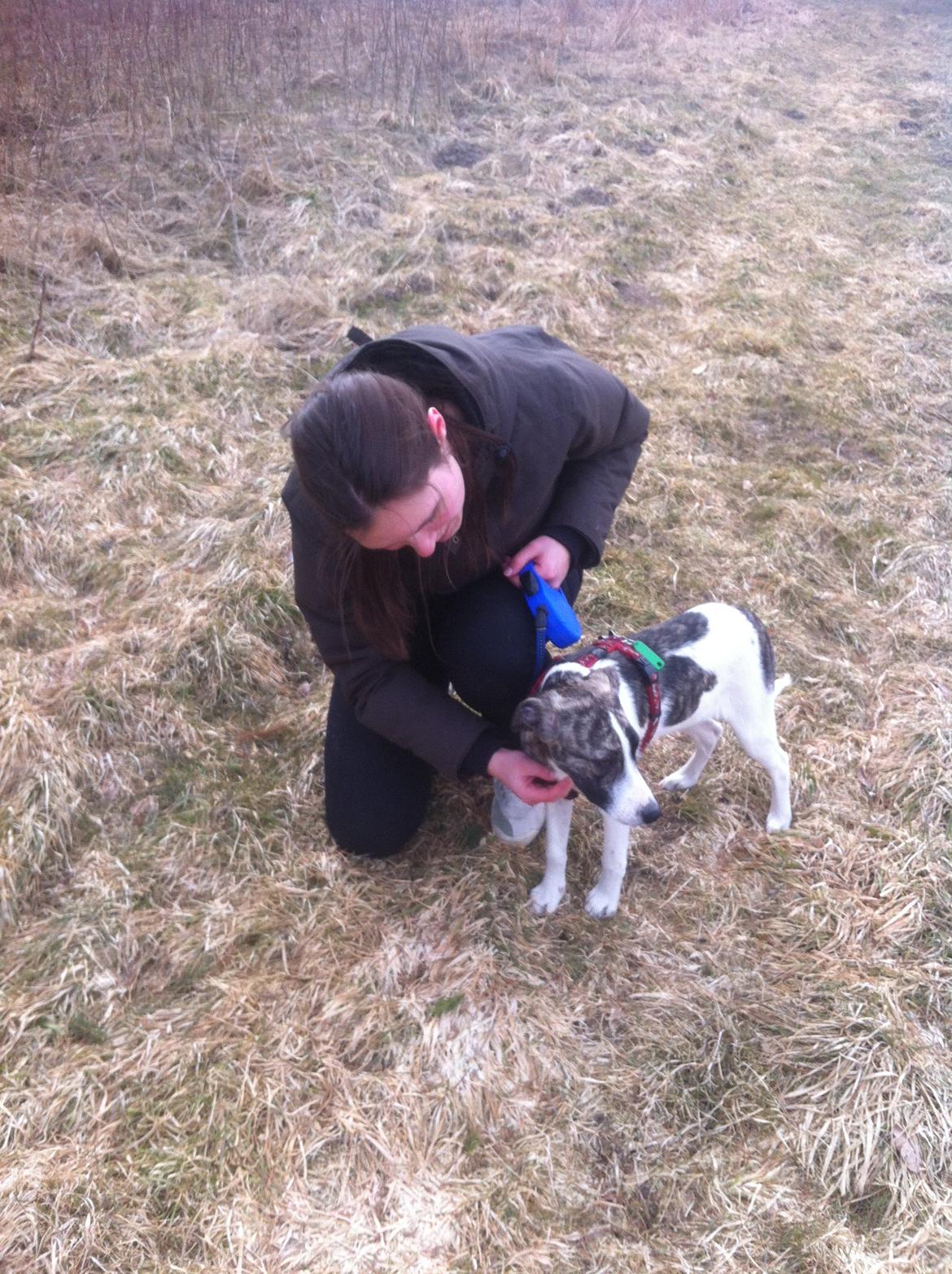 Blanding af racer Felix billede 5