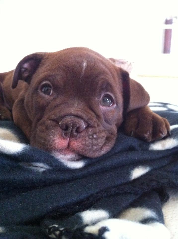 Olde english bulldogge Bergløv`s Fie billede 2