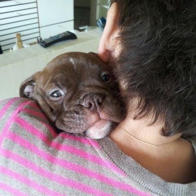 Olde english bulldogge Bergløv`s Fie billede 3