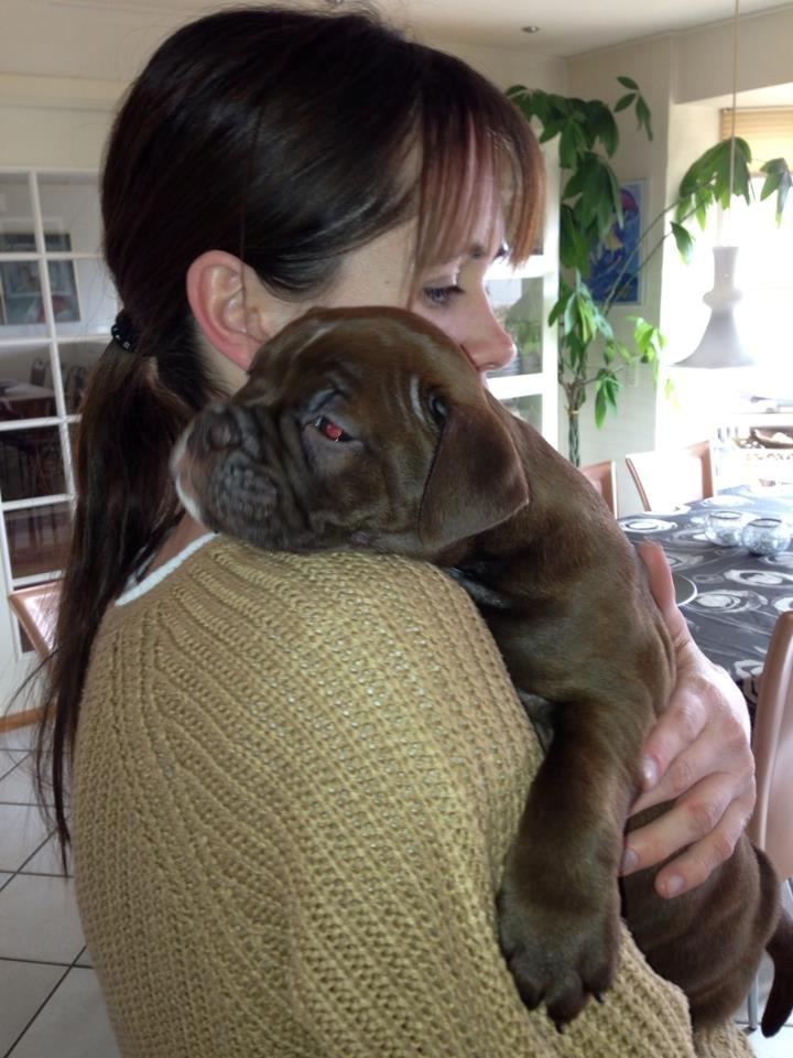 Olde english bulldogge Bergløv`s Fie billede 4