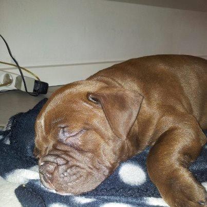 Olde english bulldogge Bergløv`s Fie billede 5