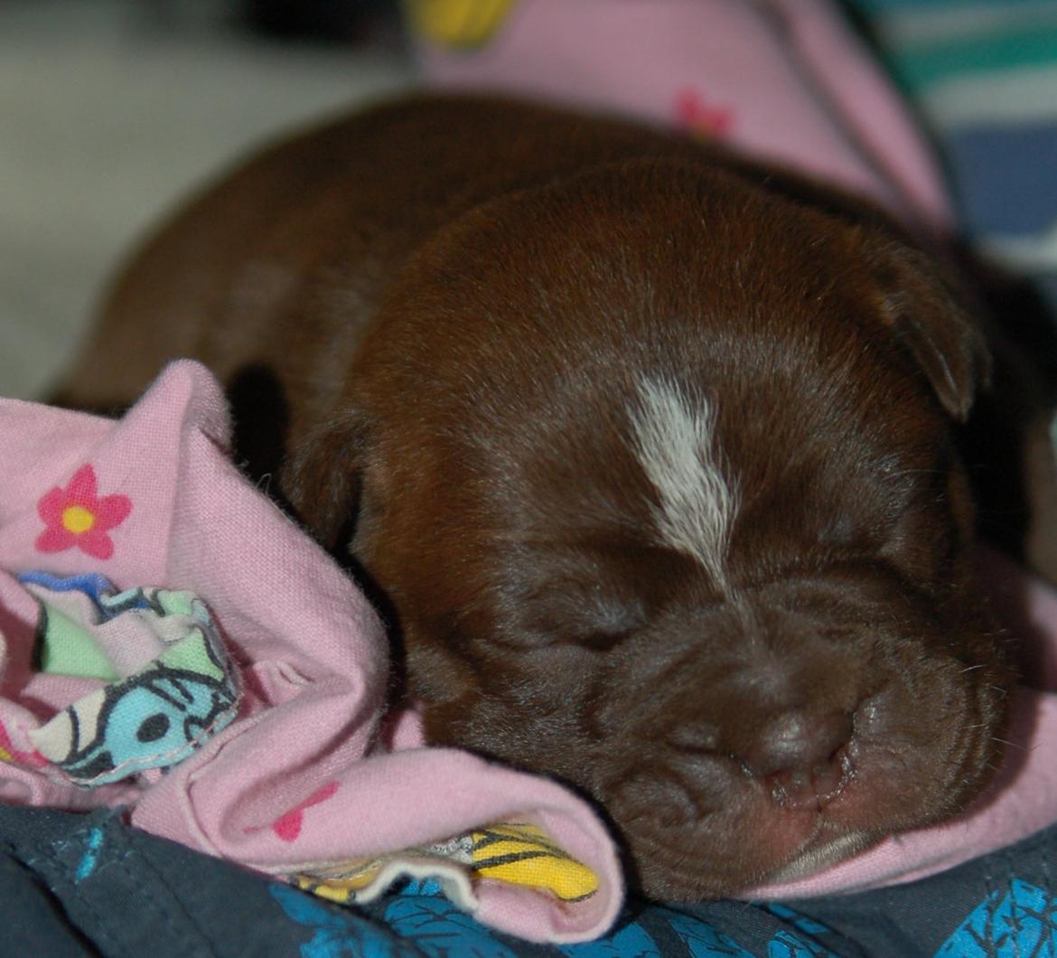 Olde english bulldogge Bergløv`s Fie billede 1
