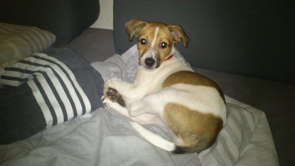 Dansk svensk gaardhund Malika - Malika et par dage efter jeg fik hende! :D billede 1