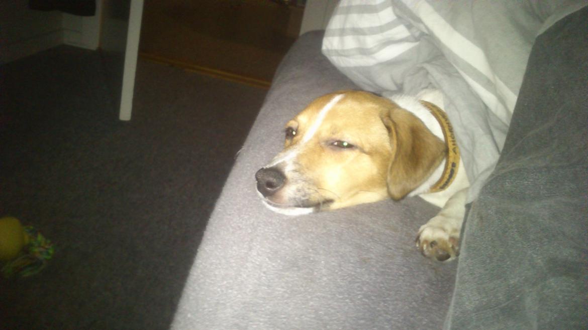 Dansk svensk gaardhund Malika - Dovne hund! :) billede 2